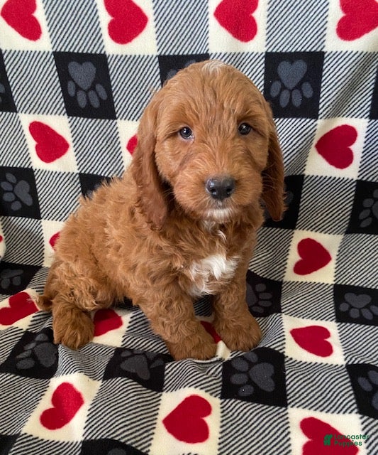 Mini Goldendoodle dogs Denver - mini/medium - Ad 23