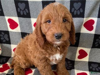 Mini Goldendoodle dogs Denver - mini/medium - Ad 23