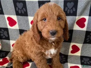 Mini Goldendoodle dogs Denver - mini/medium - Ad 38
