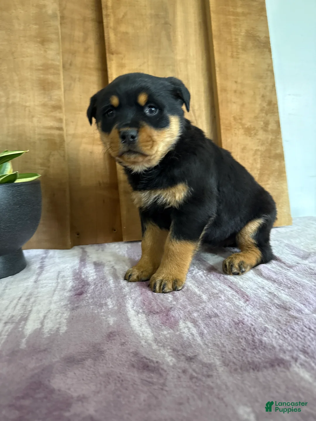 Rottweiler dogs for sale: Lucy - Ad 12