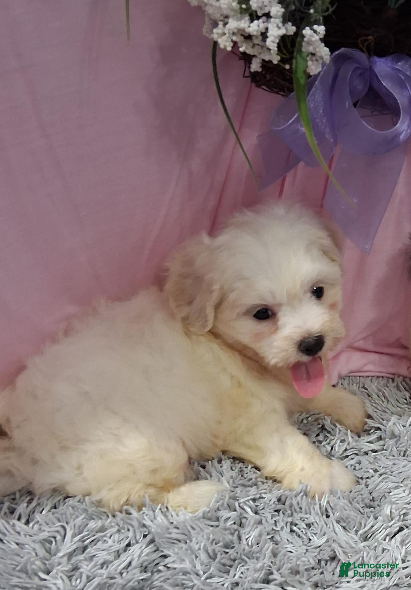 Teddy Bear dogs Teddy Bear 2 - Ad 1