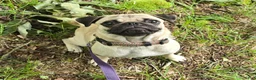 Pug dogs for sale: Moe - Ad 3