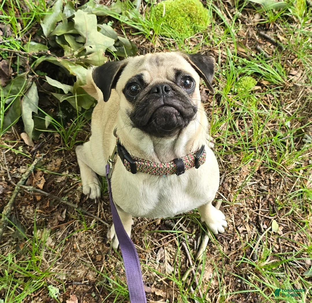 Pug dogs for sale: Moe - Ad 3