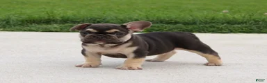 Winston