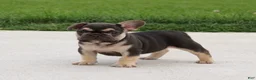 French Bulldog dogs for sale: Winston - Ad 1