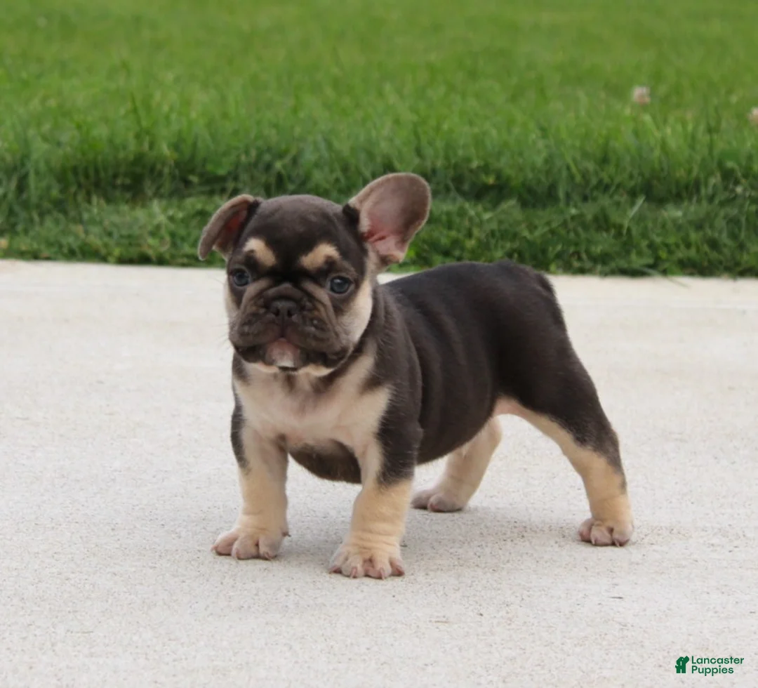 French Bulldog dogs for sale: Winston - Ad 1