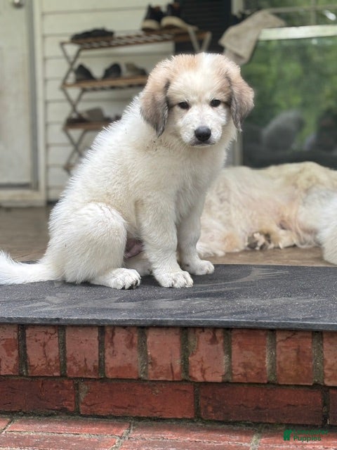 Great Pyrenees dogs HARRY - Ad 26