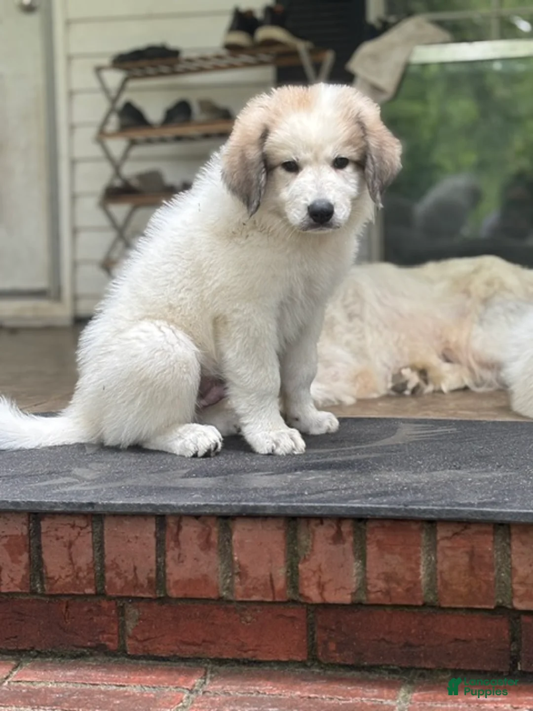 Great Pyrenees dogs for sale: HARRY - Ad 1
