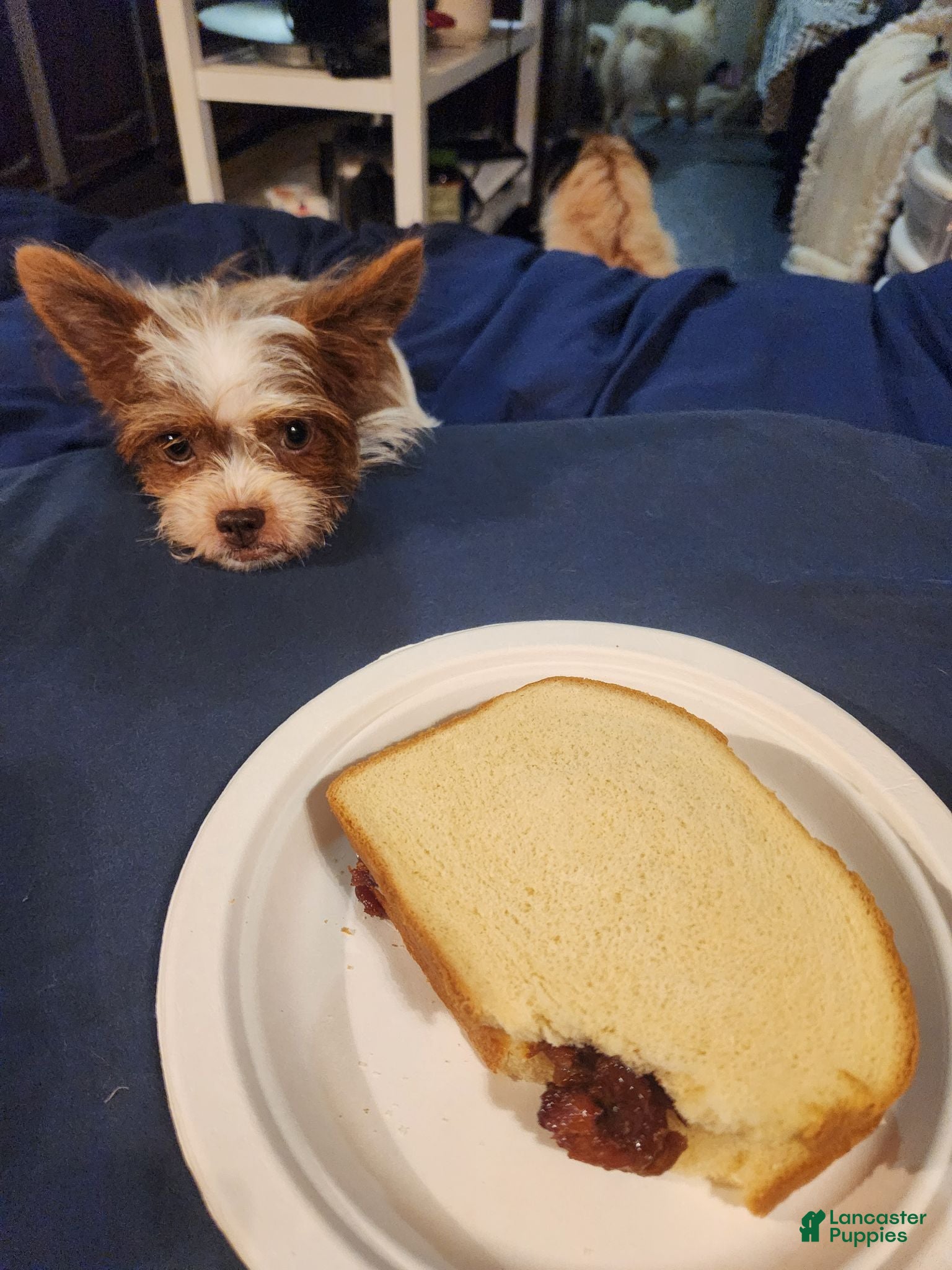 Mixed Breed dogs Bugsy - Ad 2