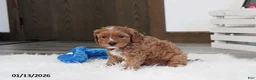 Cavapoo dogs for sale: Loki - Ad 13