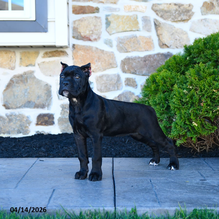 Cane Corso dogs Taffy - Ad 2