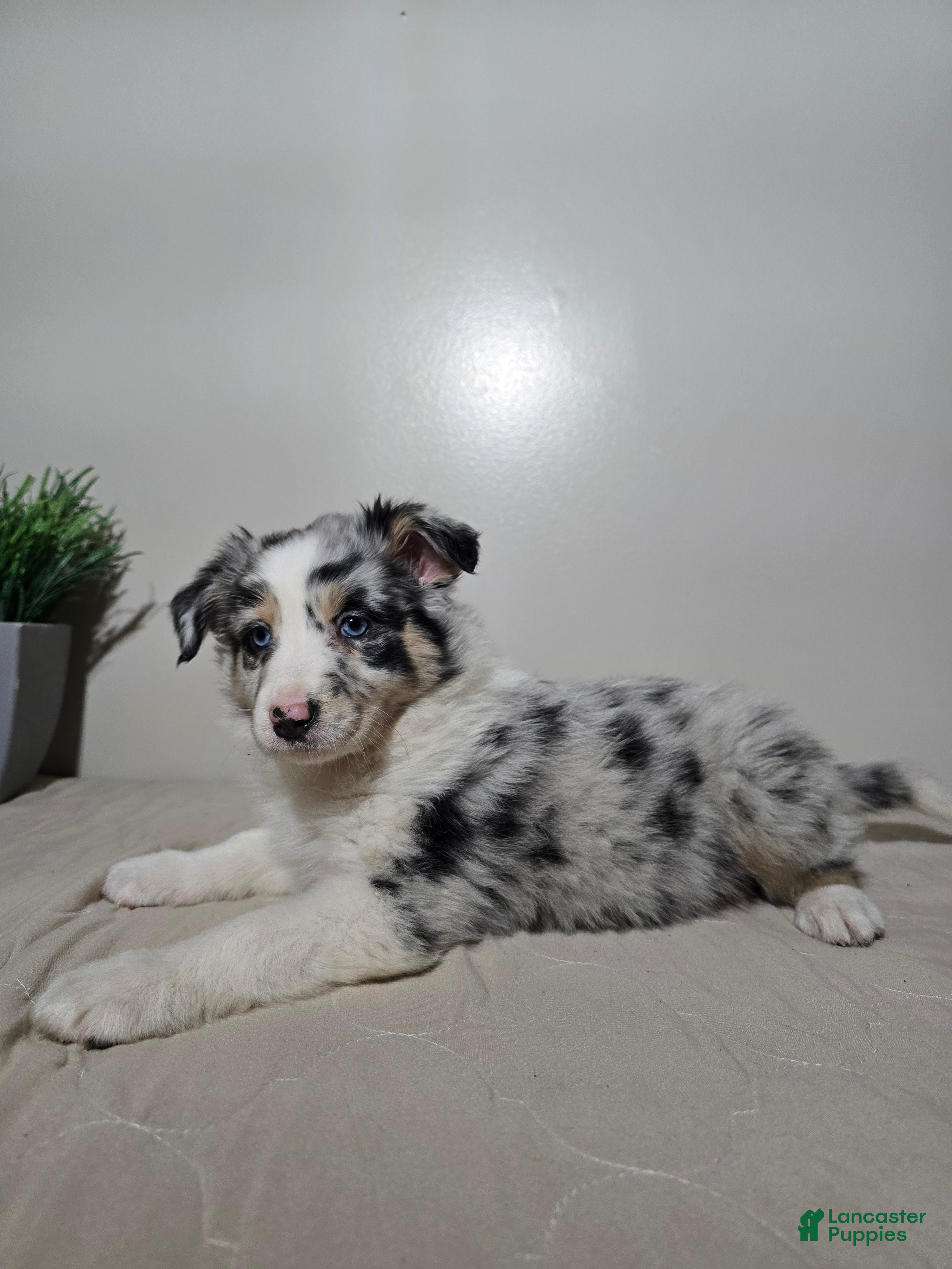 Australian Shepherd dogs Ellie - Ad 2