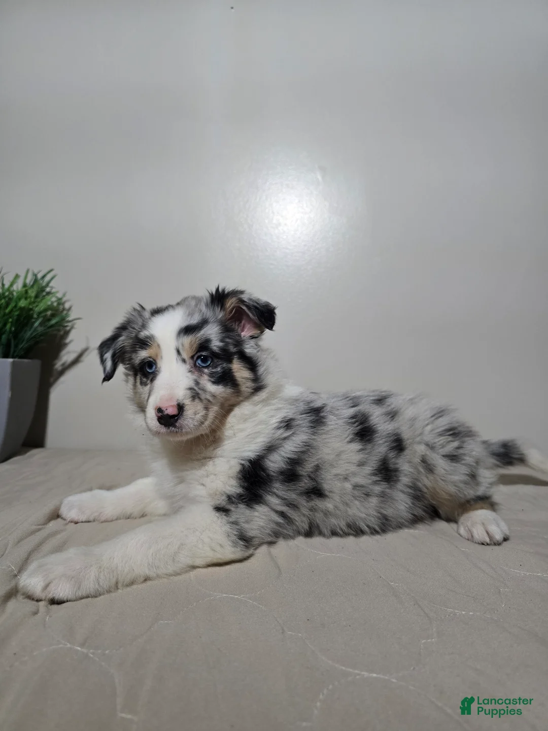 Australian Shepherd dogs for sale: Ellie - Ad 2