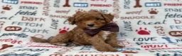 Cavapoo dogs for sale: Adam - Ad 6