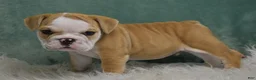 English Bulldog dogs for sale: Otis  - Ad 4