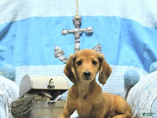 Miniature Dachshund dogs - Ad 35