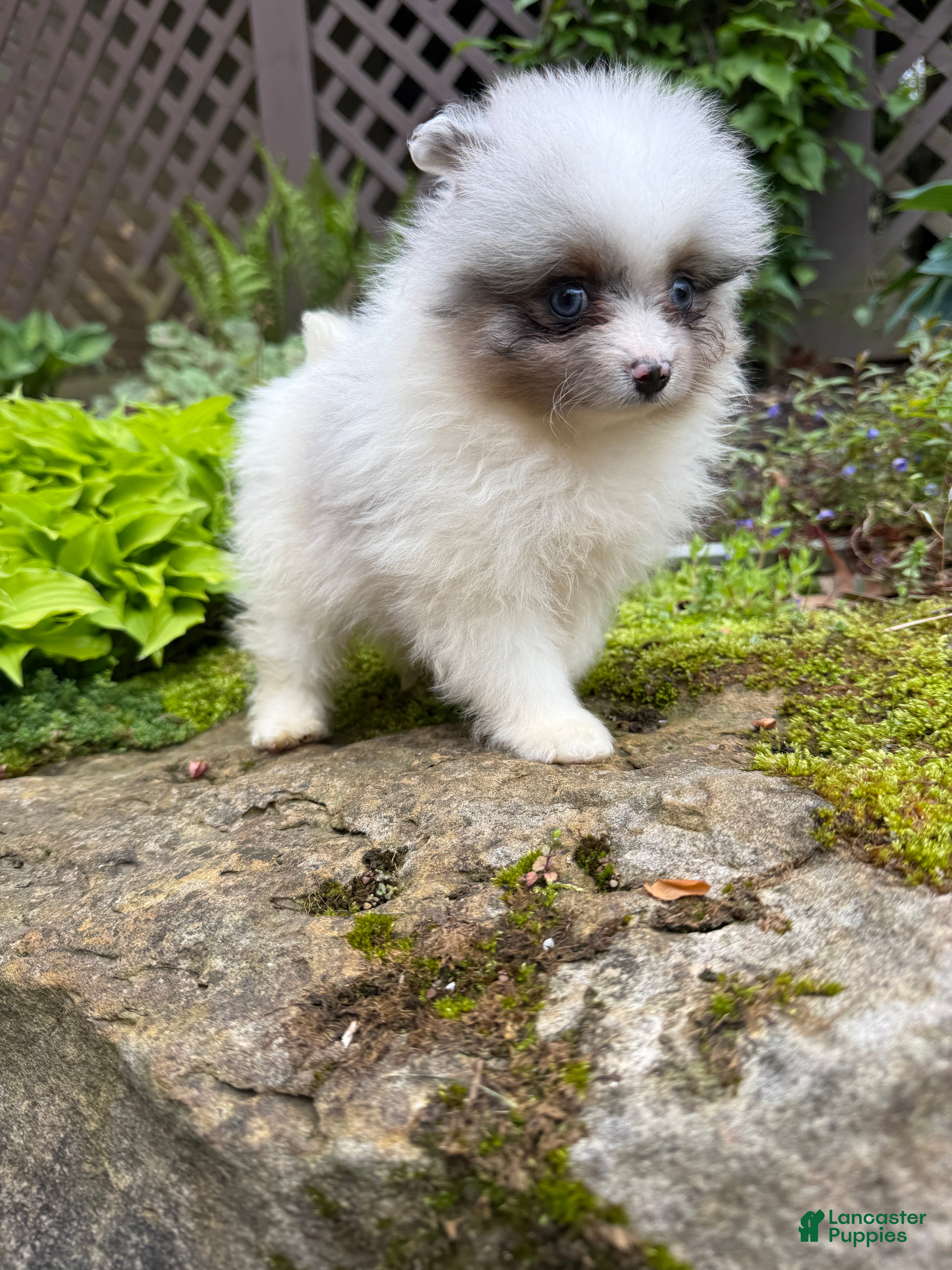 Pomeranian dogs Charlie - Ad 1