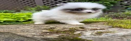 Pomeranian dogs for sale: Charlie - Ad 2