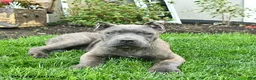 Cane Corso dogs for sale: Denver  - Ad 3