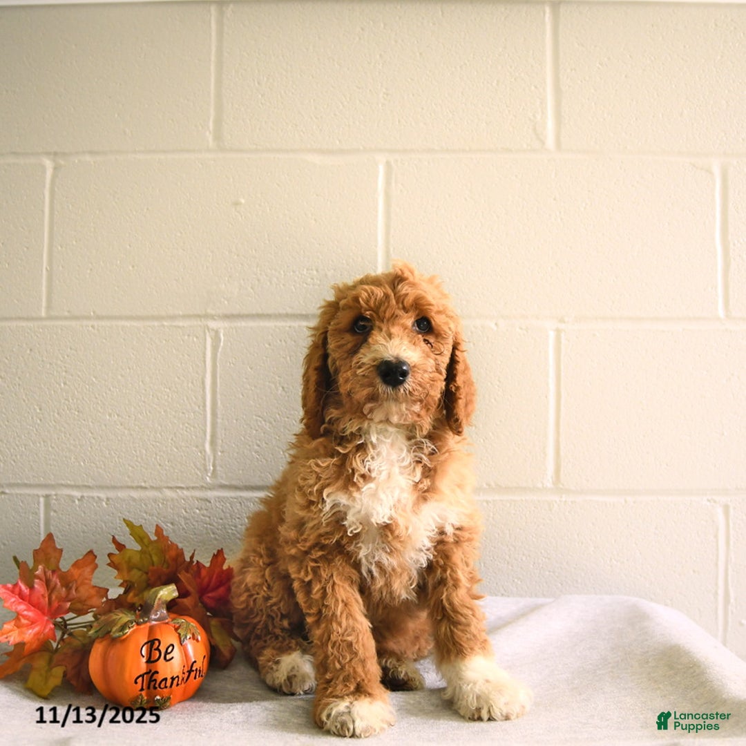 Standard Poodle dogs for sale: Tommy - Ad 3