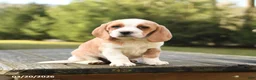 Beagle dogs for sale: Blake - Ad 1