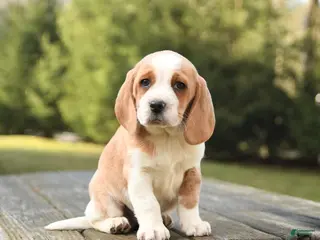 Beagle dogs for sale: Blake - Ad 3