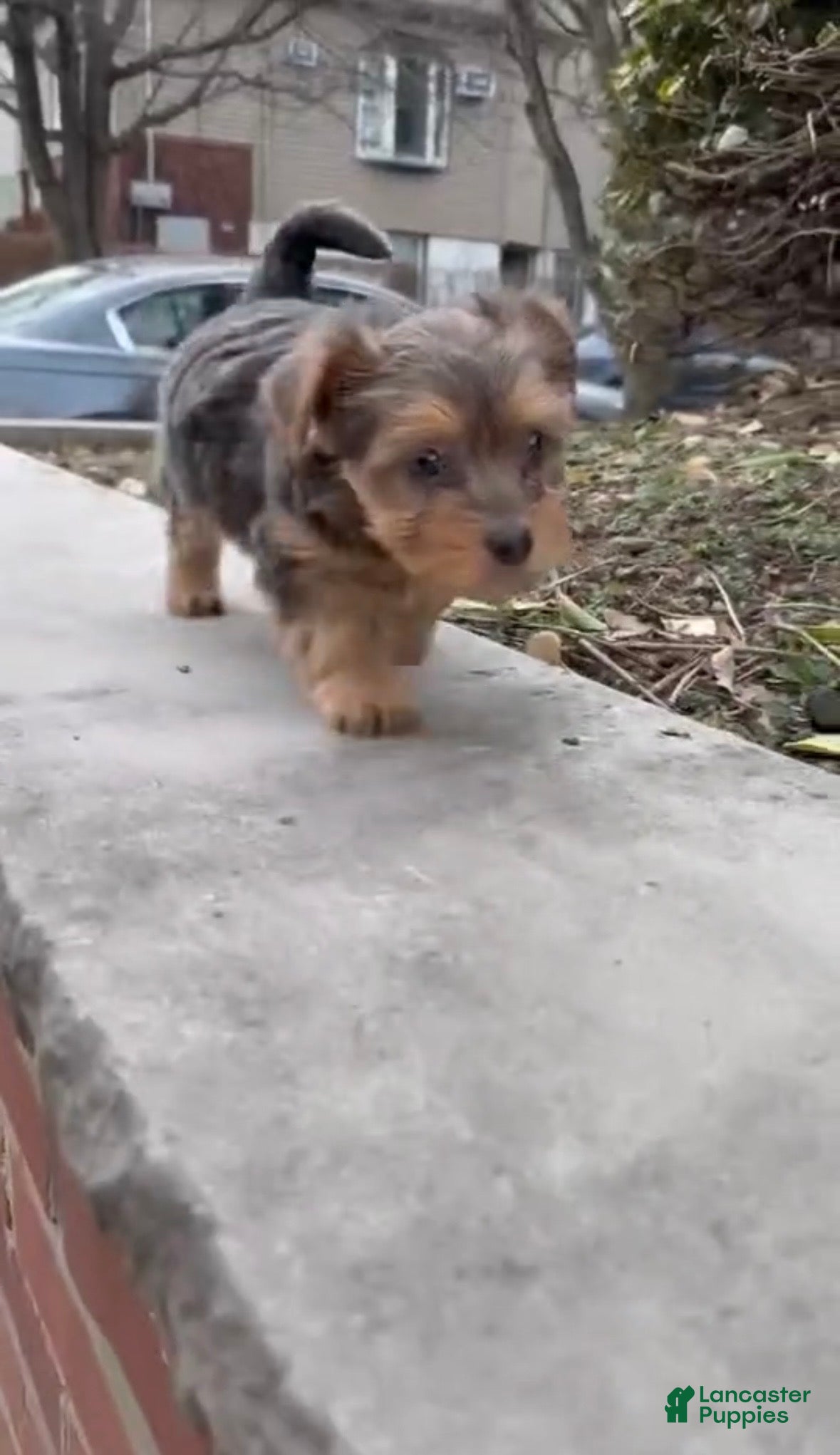 Yorkiepoo dogs Yorkiepoo Puppy 1 - Ad 32