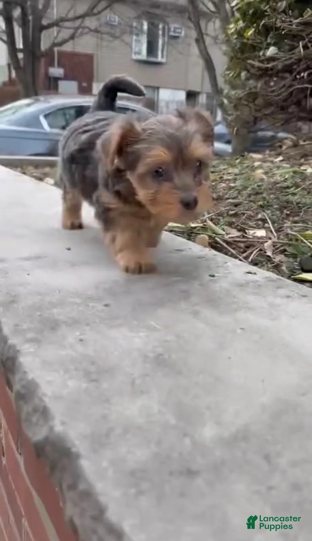 Yorkiepoo dogs for sale: Yorkiepoo Puppy 1 - Ad 1