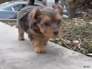 Yorkiepoo dogs Yorkiepoo Puppy 1 - Ad 32