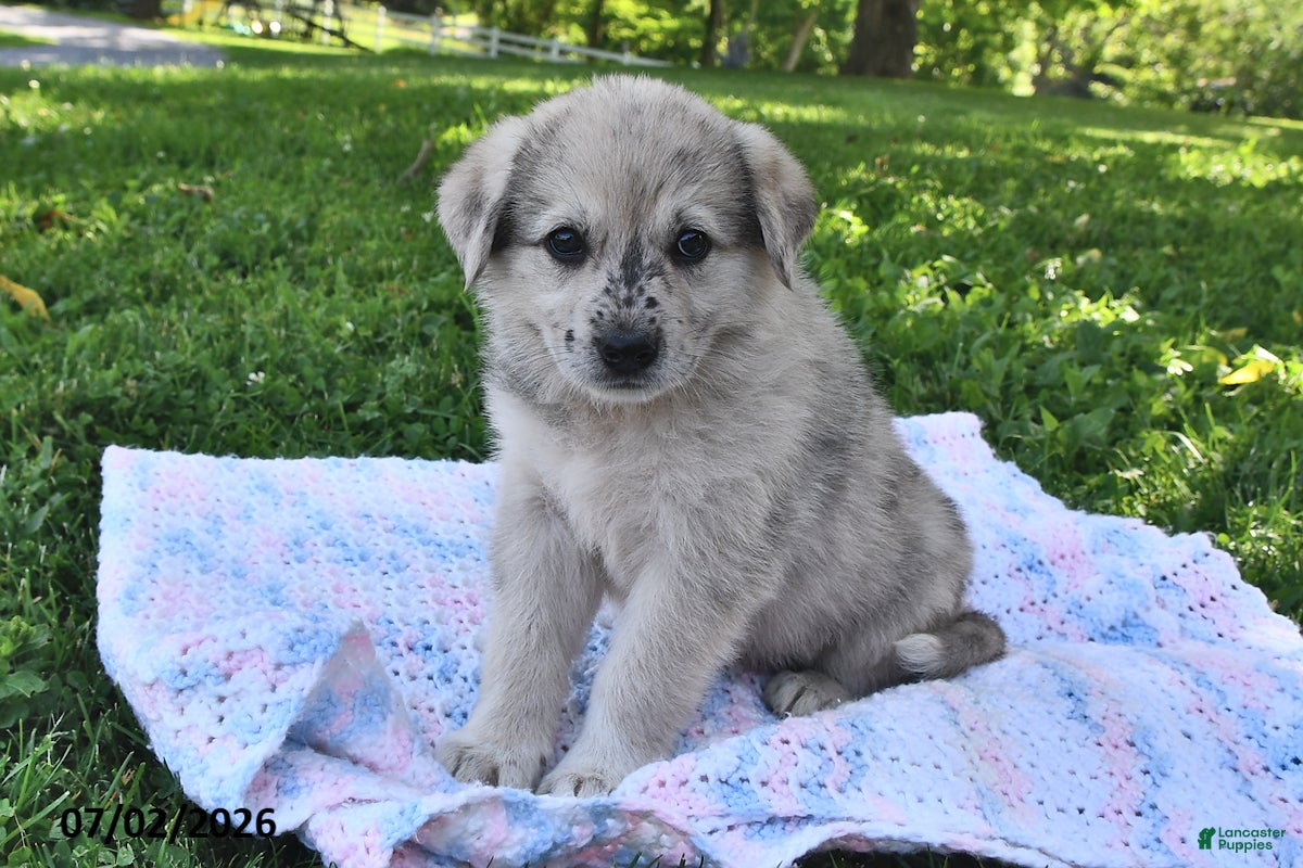 Mixed Breed dogs Blossom - Ad 1