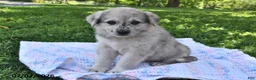 Mixed Breed dogs for sale: Blossom - Ad 1