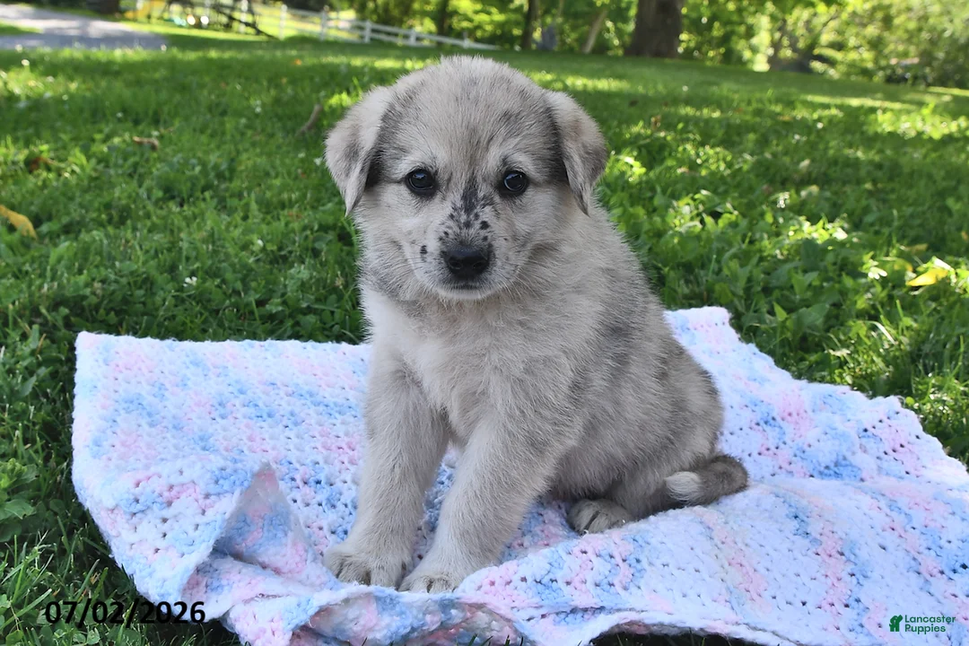 Mixed Breed dogs for sale: Blossom - Ad 1