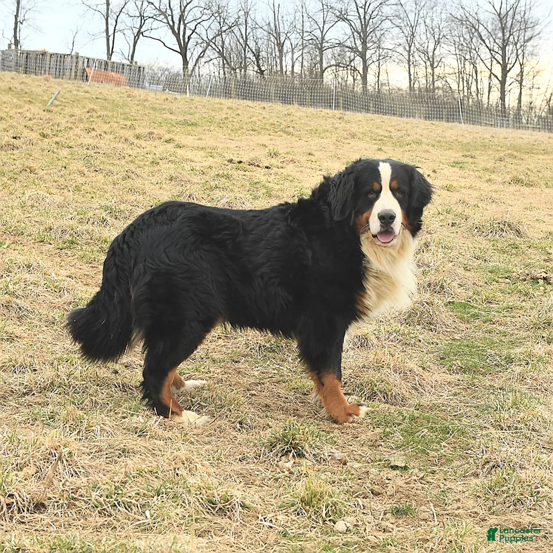 Mixed Breed dogs for sale: Chester - Ad 5