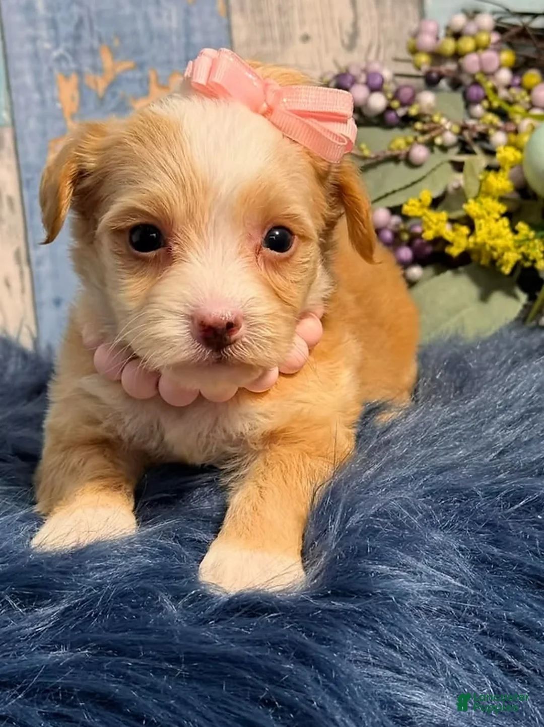 Yorkiepoo dogs for sale: Yorkiepoo Puppy 1 - Ad 1