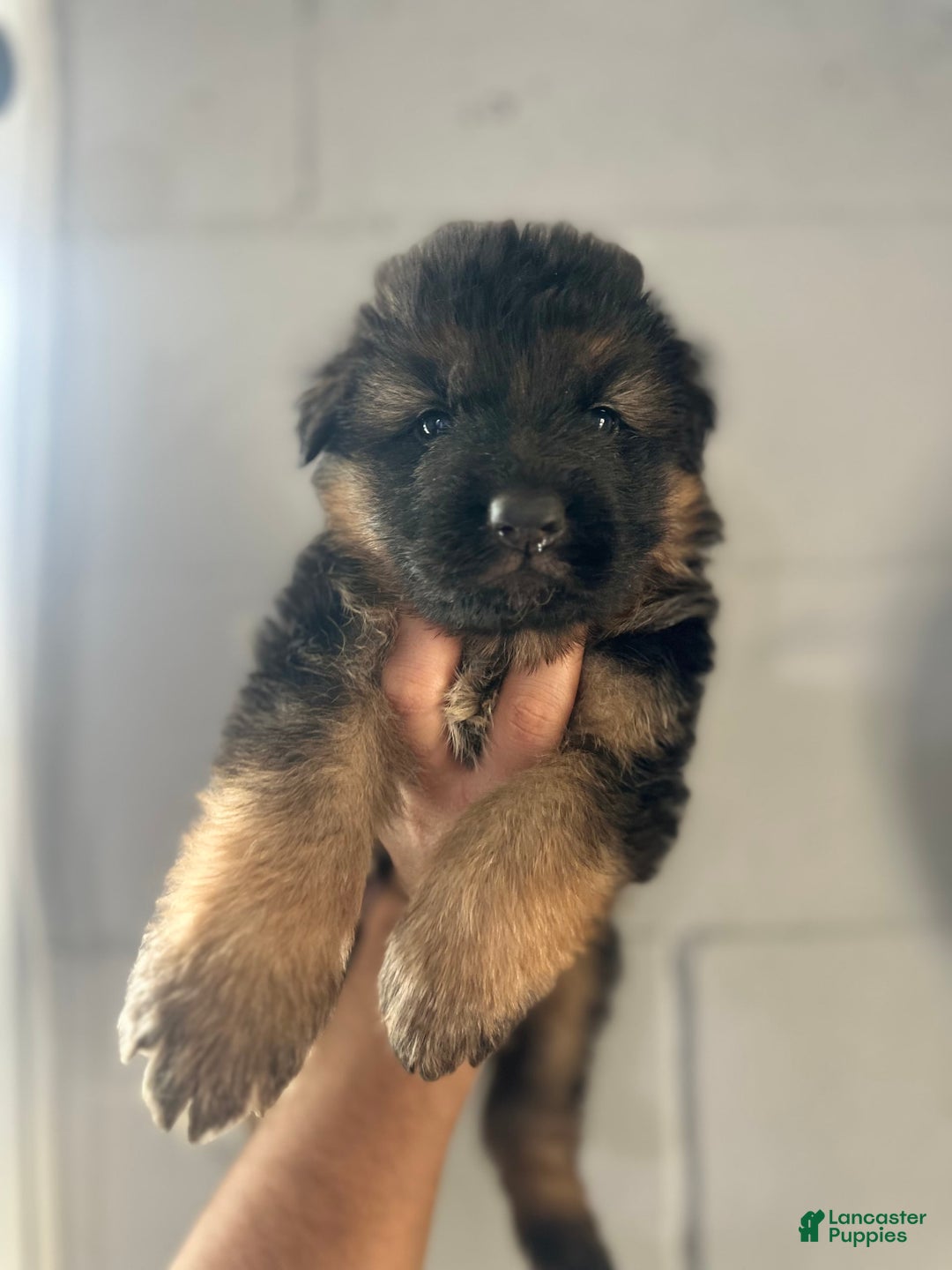 German Shepherd dogs for sale: Mango - Ad 2