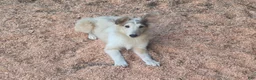 Shetland Sheepdog dogs for sale: Shetland Sheepdog 1 - Ad 7