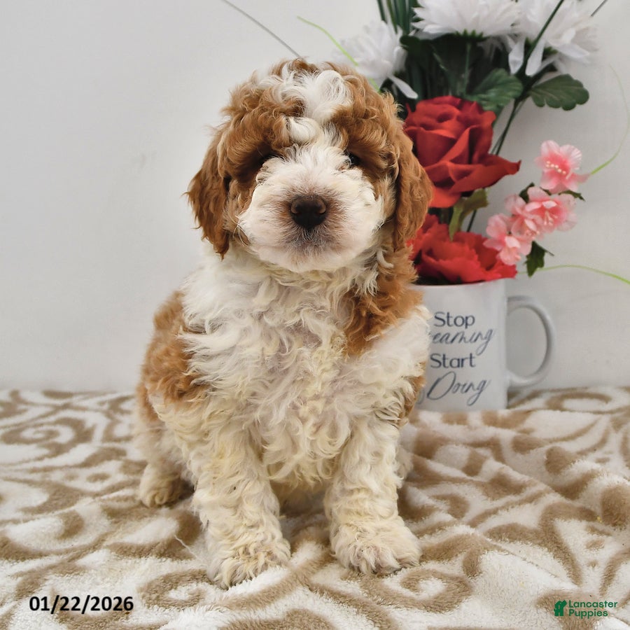 Mini Goldendoodle dogs Olivia - Ad 29