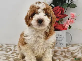 Mini Goldendoodle dogs Olivia - Ad 29