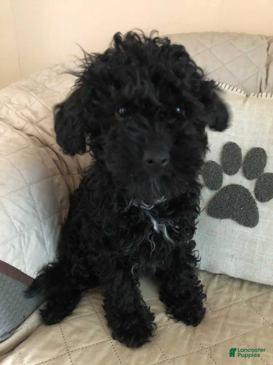 Cavapoo dogs for sale: Walker - Ad 2