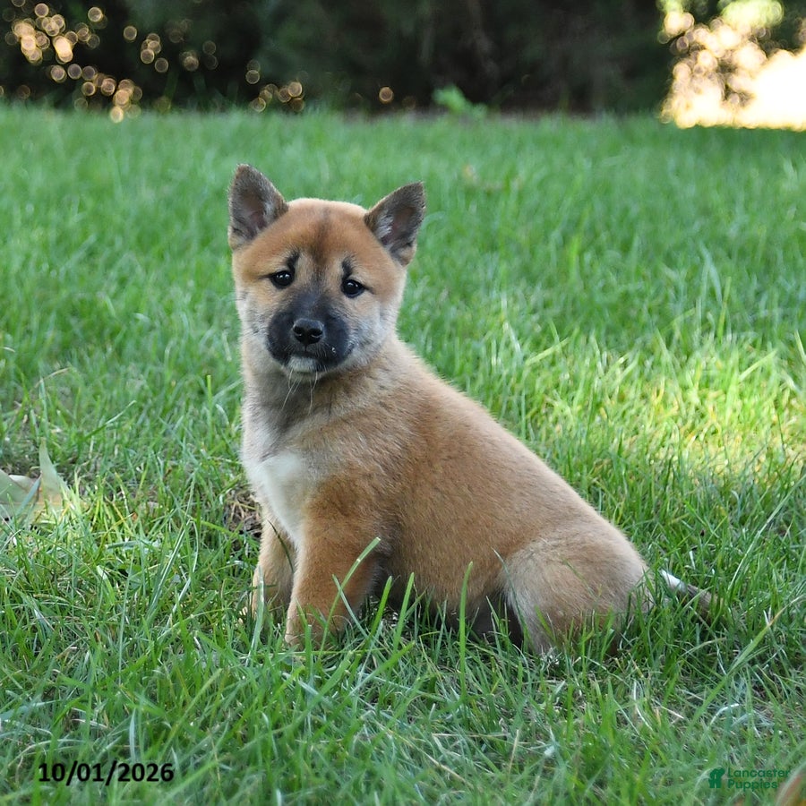 Shiba Inu dogs Ginger - Ad 1