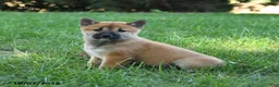 Shiba Inu dogs for sale: Ginger - Ad 1