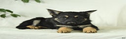 Gerberian Shepsky dogs for sale: Max - Ad 6