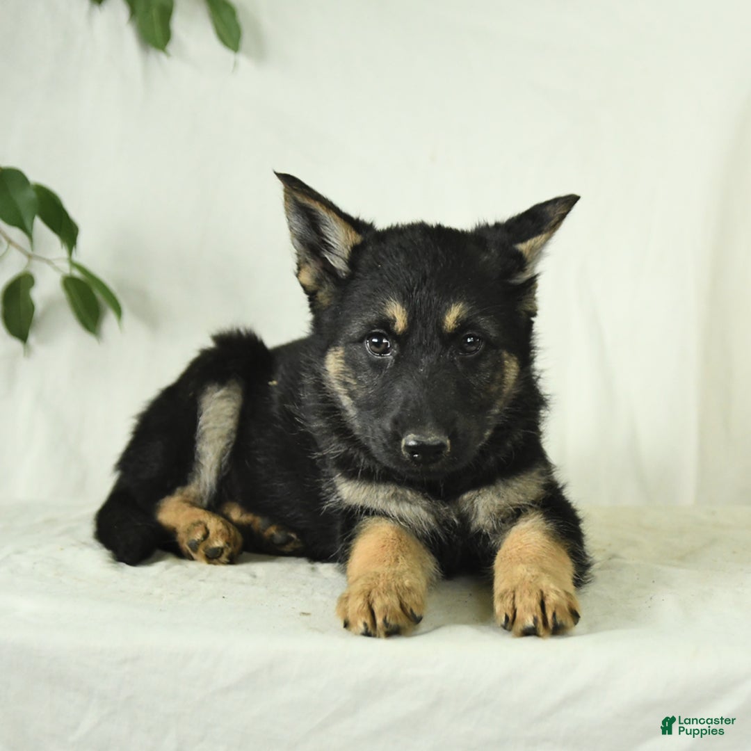 Gerberian Shepsky dogs for sale: Max - Ad 6