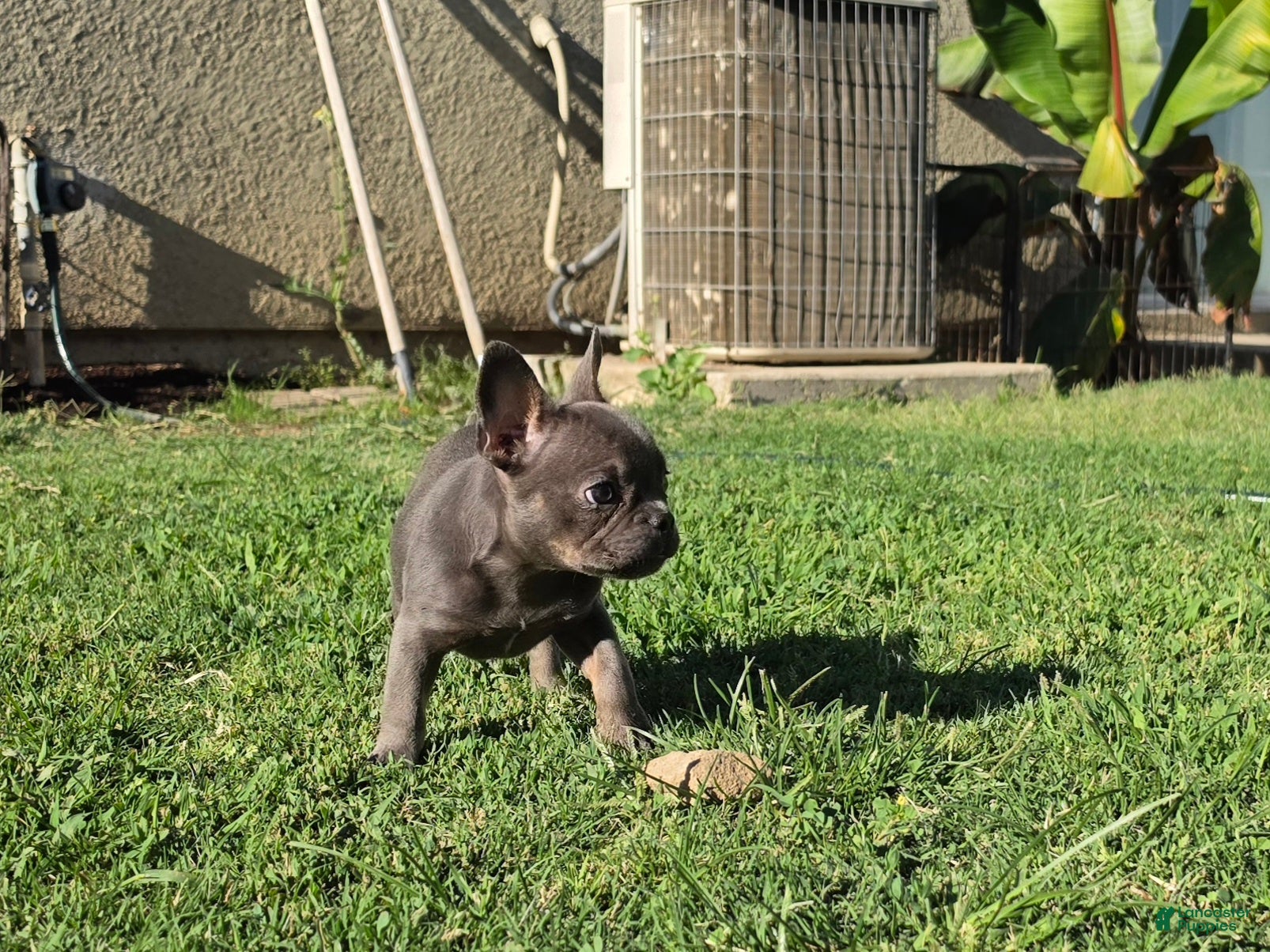French Bulldog dogs French Bulldog 1 - Ad 2