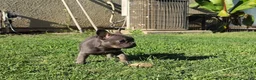 French Bulldog dogs for sale: French Bulldog 1 - Ad 2