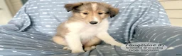 Shetland Sheepdog dogs for sale: Tangerine - Ad 2