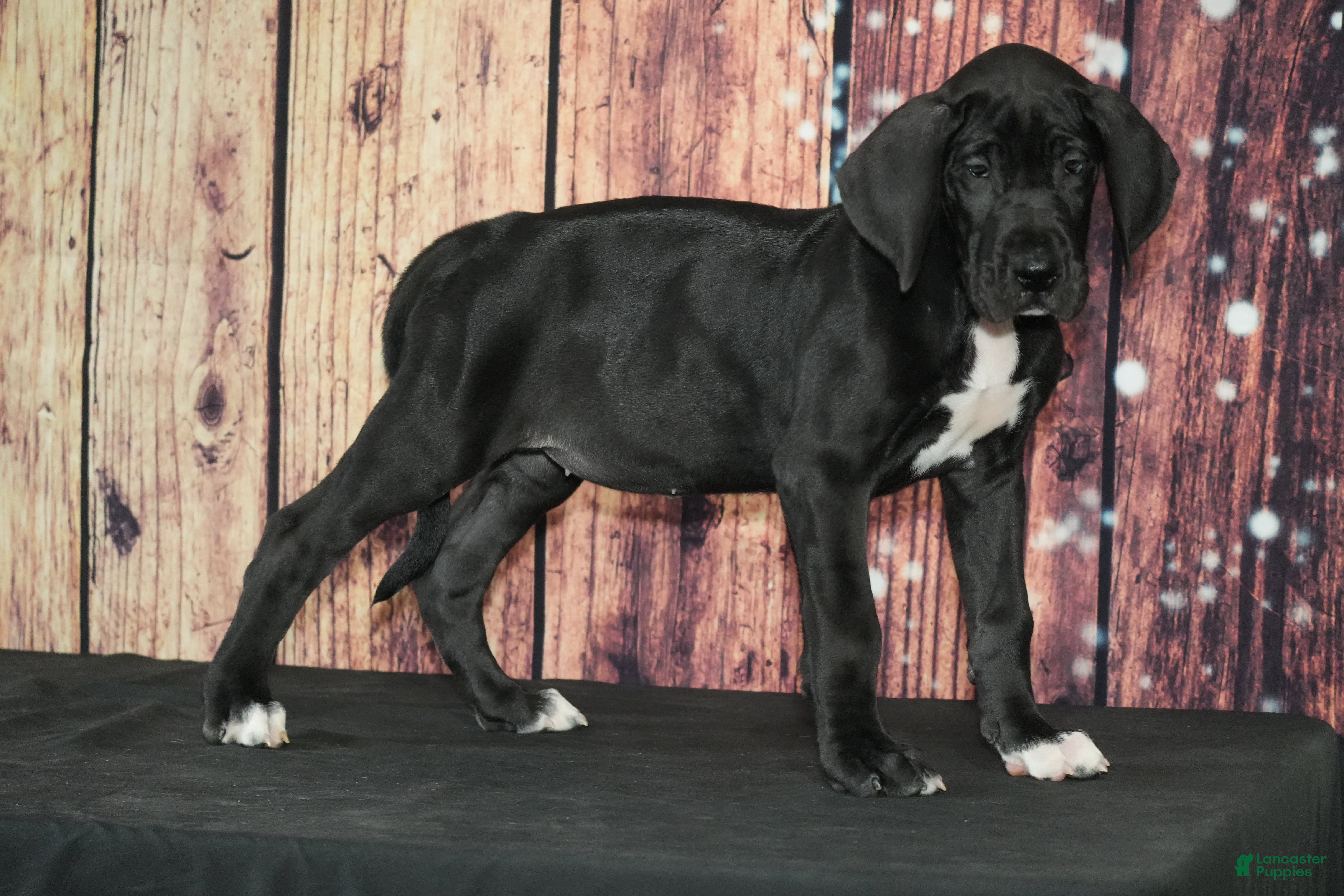 Great Dane dogs Great Dane Puppy 2 - Ad 28