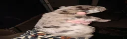 Daniff dogs for sale: BIG BABY-Daniff Puppy 7 - Ad 5
