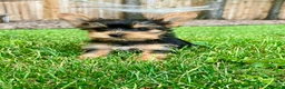 Yorkshire Terrier dogs for sale: Moriah - Ad 3