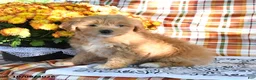 Mini Goldendoodle dogs for sale: Alice - Ad 2